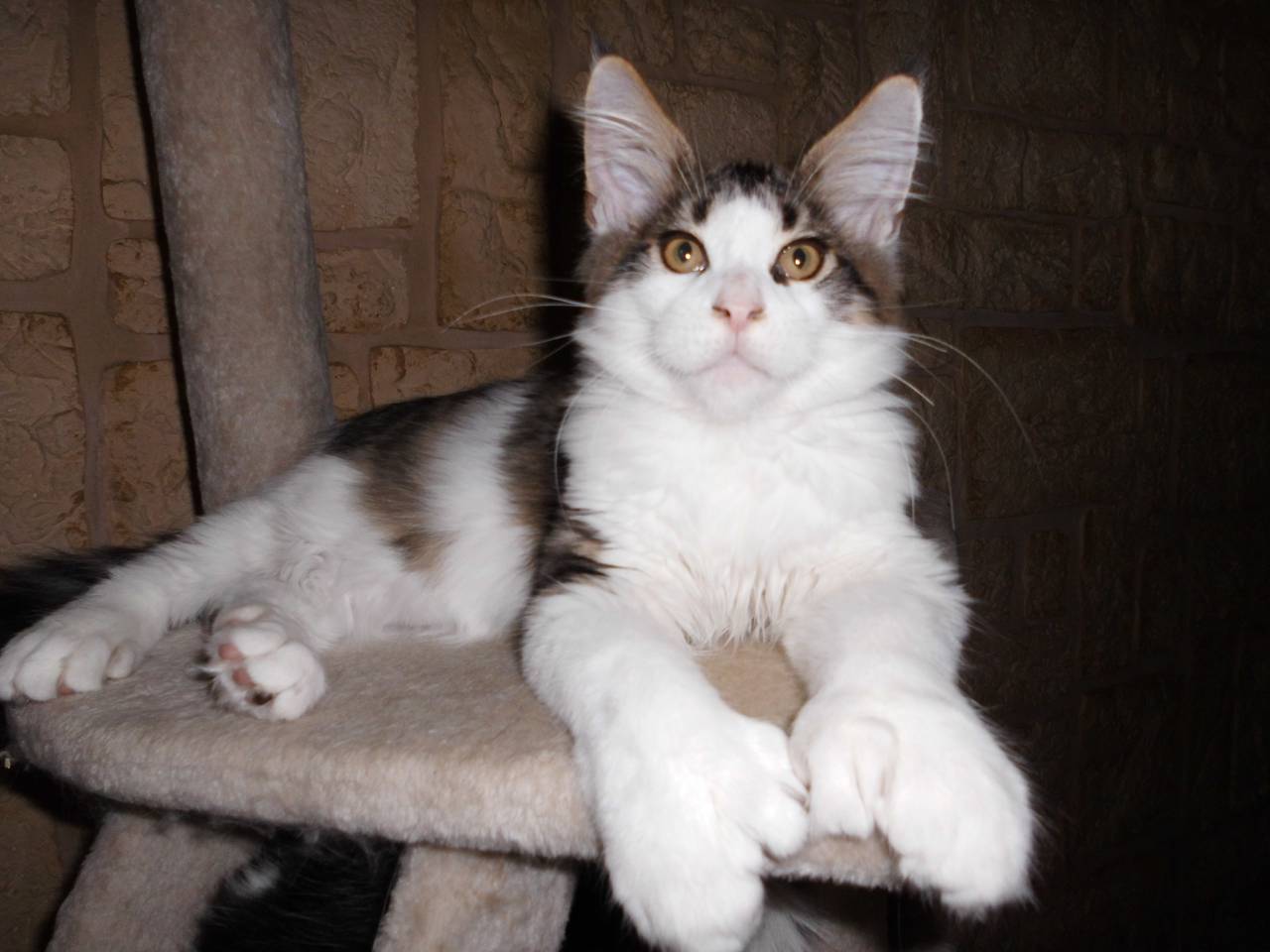 ZG of Dragon Rock Maine Coons & Dragon Legend